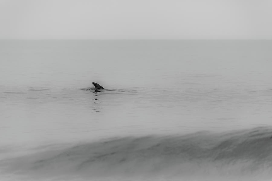 Fin of Dolphin Photograph by Hyuntae Kim