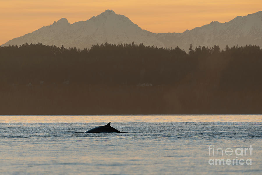 Seattle Photograph - Fin Whale and Olympic Mountains by Nancy Gleason