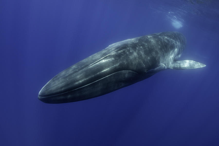 Fin whale, balaenoptera physalus, close view as it swims to the camera, Atlantic Ocean, Pico Island, The Azores. Photograph by By Wildestanimal