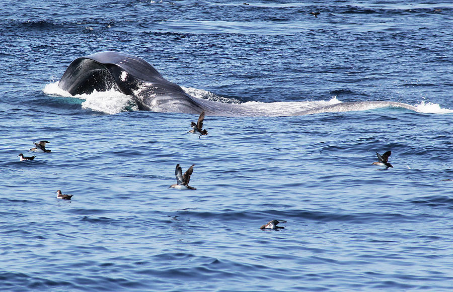 fin-whale-surface-feeding-photograph-by-michael-peak