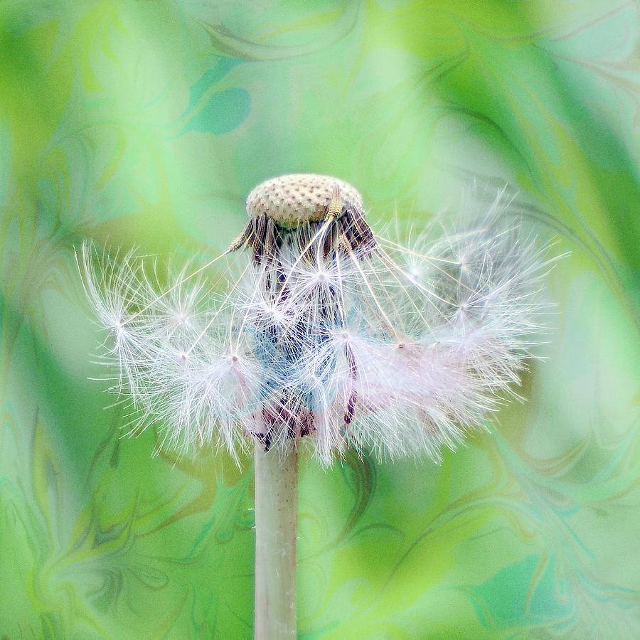 Final Wishes - Dandelion Fluff Photograph by Nikolyn McDonald