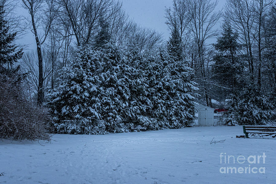 Finally Some Snow In Maine Photograph by Elizabeth Dow