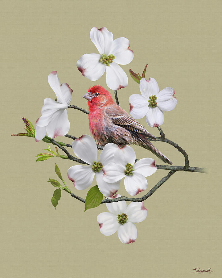 Finch and Dogwood Digital Art by M Spadecaller