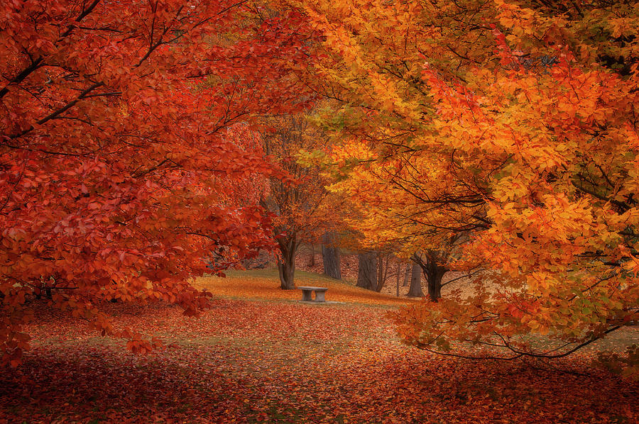 Finch Arboretum Autumn Colors Photograph by Michael Gass | Fine Art America