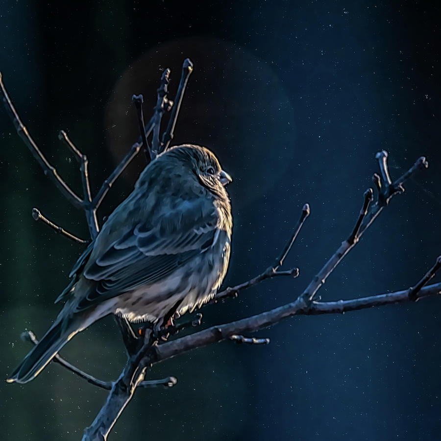 Finch At First Light Photograph by Debra Martz