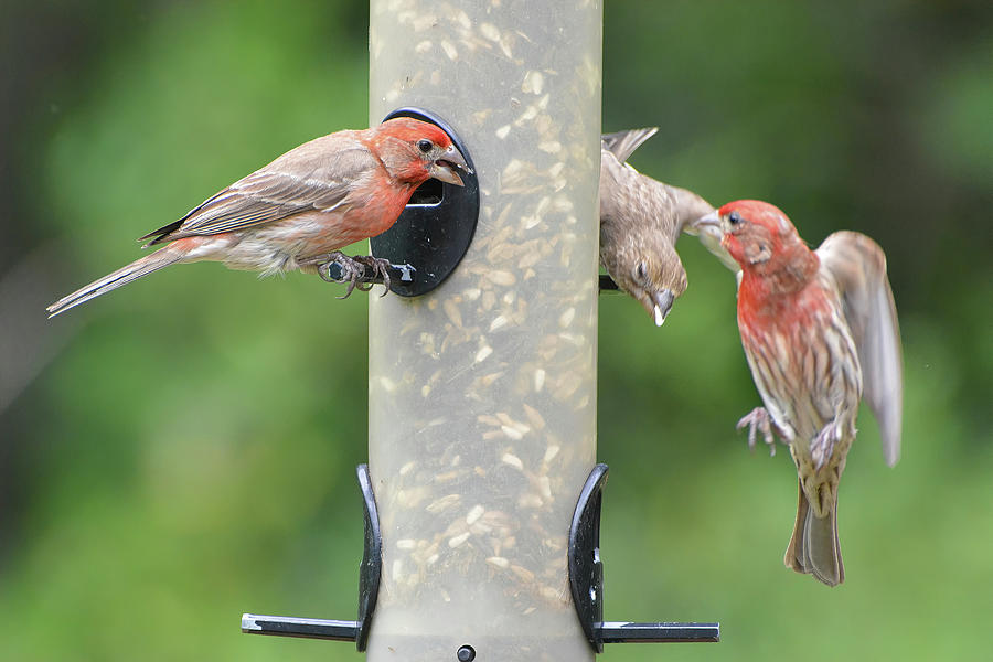 Finch Feeding Frenzy Photograph by Jerry Griffin