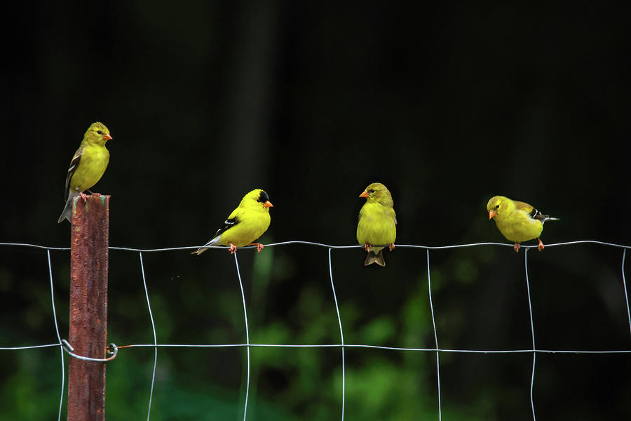 Finch Fence Photograph by Brook Burling