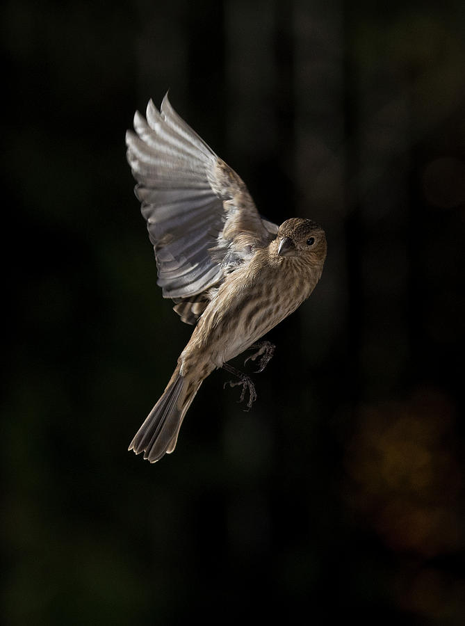 Finch in Flight, North Carolina Uwharries, Photographic Print Photograph by Eric Abernethy