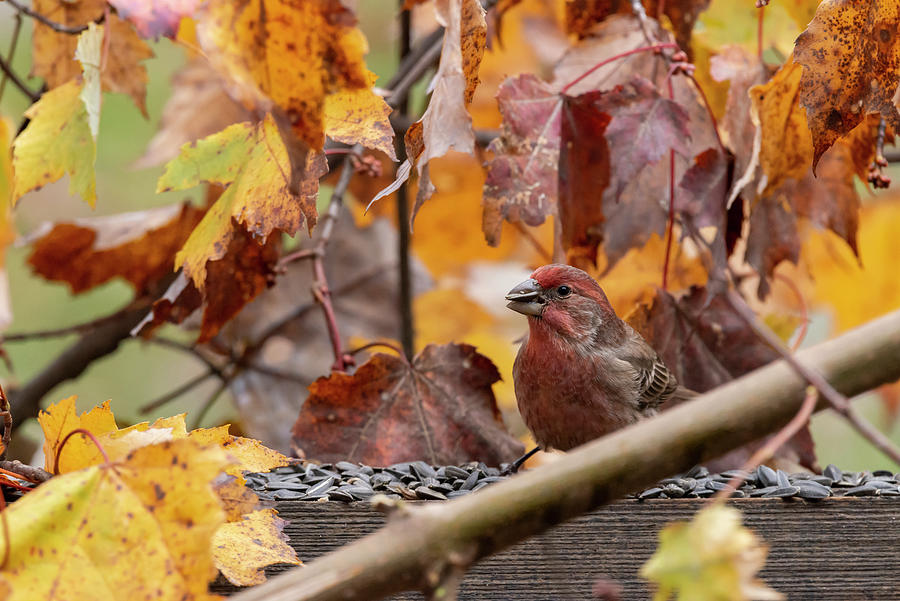 Finch in the middle of colorful fall leaves Photograph by Dan Friend