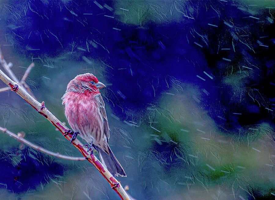Finch Photograph - Finch in the Rain by Janet Argenta Finch Photograph - Finch in the Rain by Janet Argenta