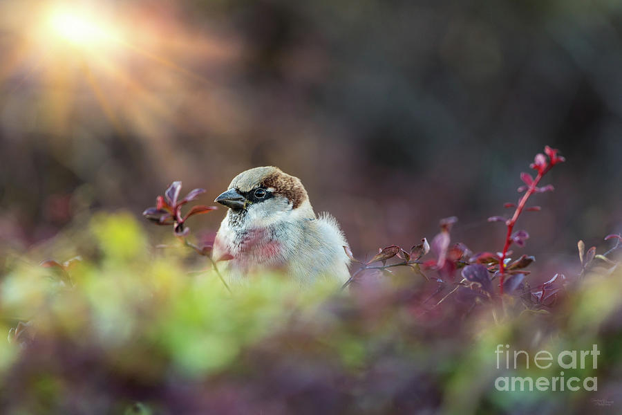 Finch In The Sunlight Photograph by Jennifer White