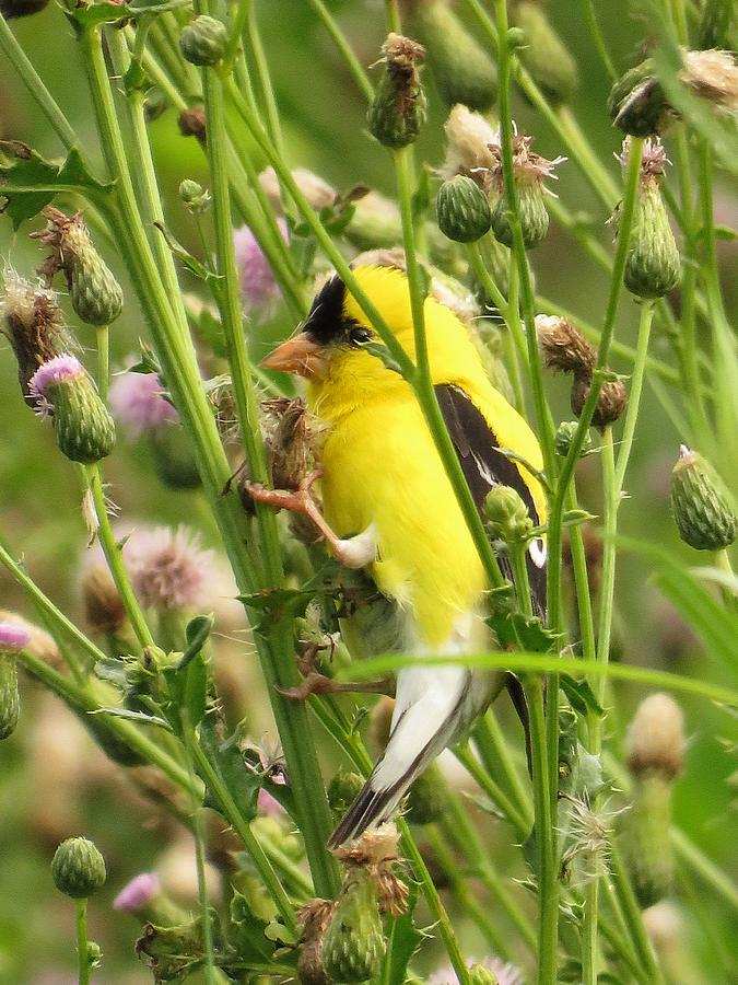 Finch in the Thistle  Photograph by Lori Frisch