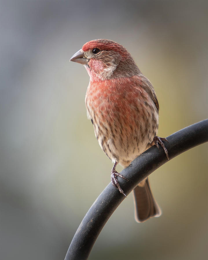 Finch Photograph by Mark Chandler - Fine Art America