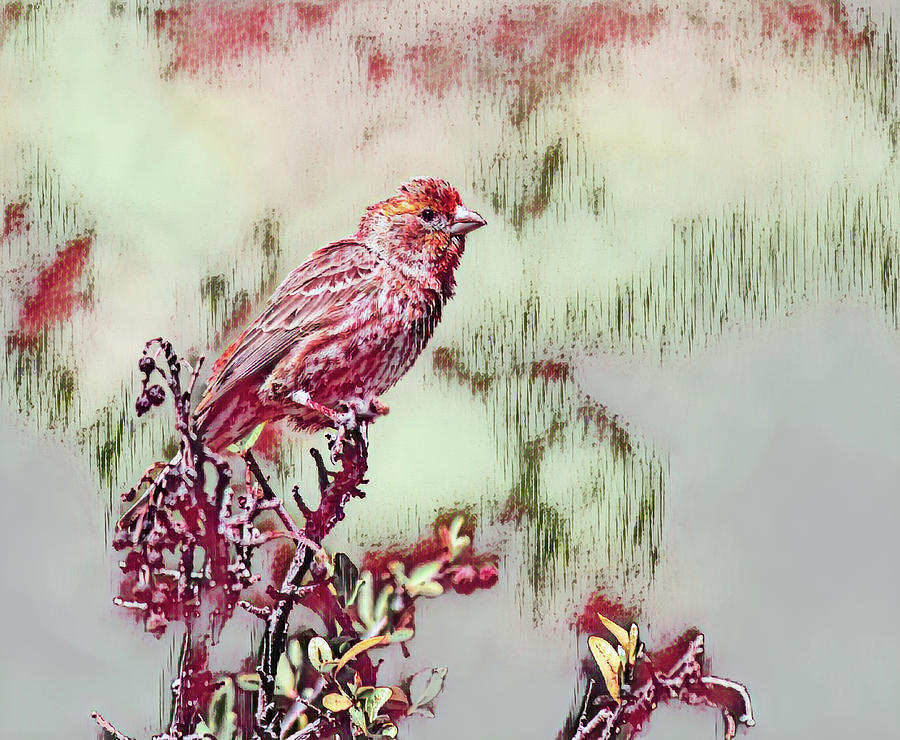 Finch On Red Berry Bush In Cranberry Abstract Mixed Media