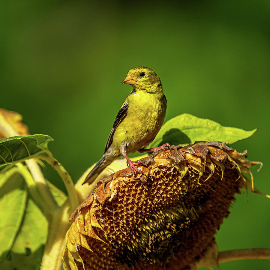 Finch on Sunflower  Photograph by Paul Freidlund