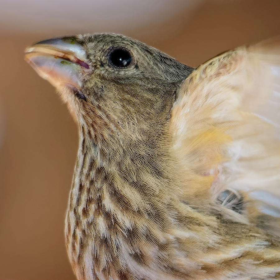 Finch Profile S2033 Photograph