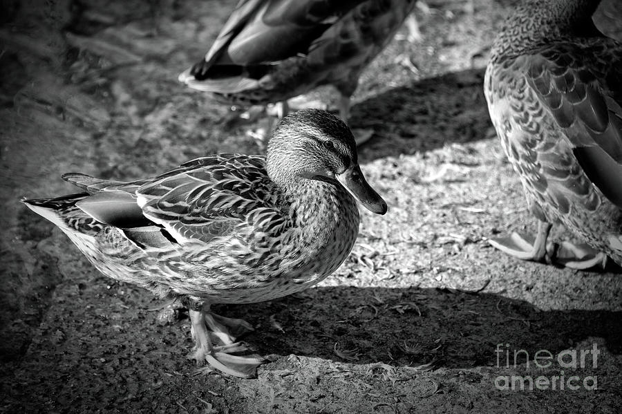Finchingfield Duck Black and White Photograph by Jack Torcello