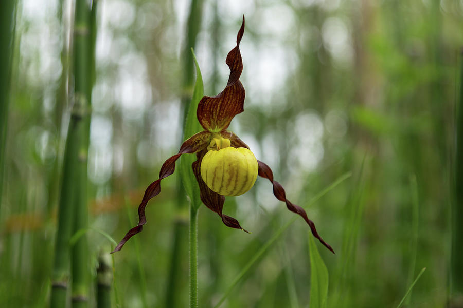 Finding Forest Treasures - Venus Slipper Orchid in Yellow and Brown Photograph by Georgia Mizuleva