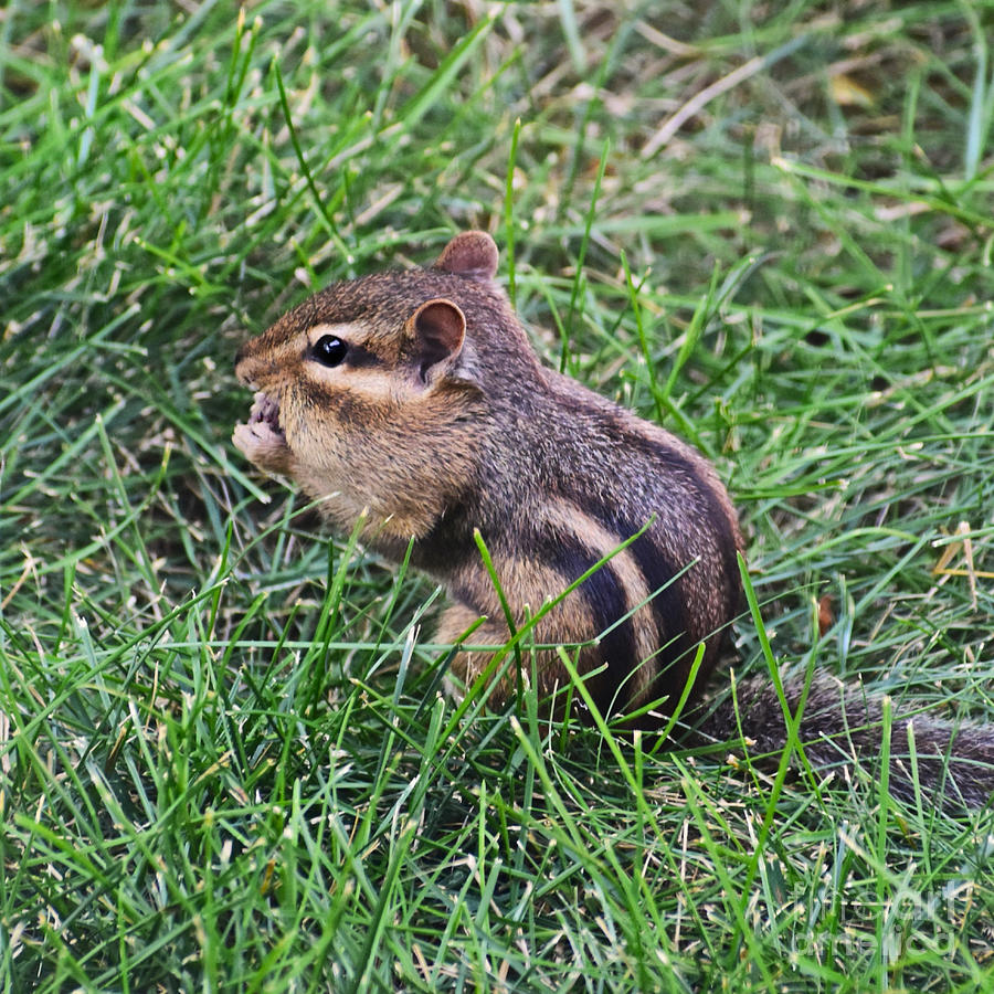 Rodent Photograph - Finding Leftover Birdseed by Kathy M Krause