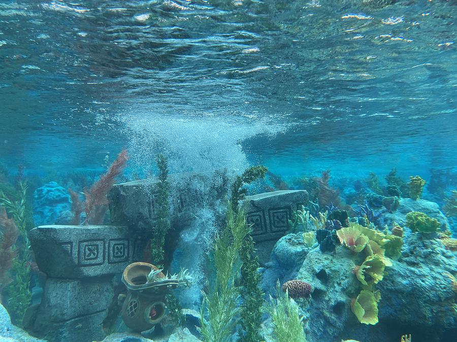 Finding Nemo Submarine Voyage Photograph by Beverly Read