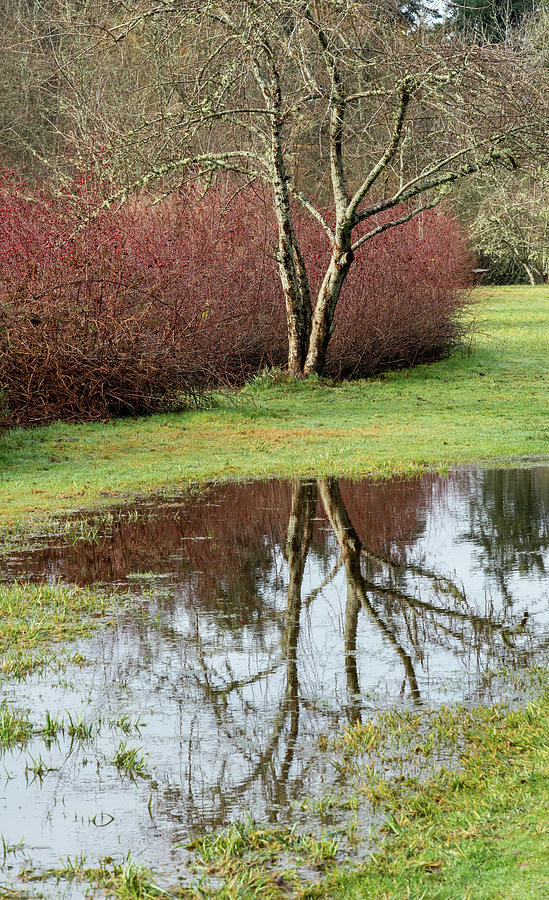 Finding Reflections Photograph by Louise Kornreich