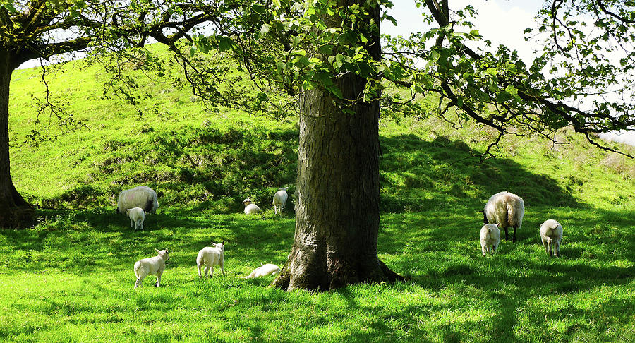 Finding Shade - Northern Ireland Photograph by Lexa Harpell