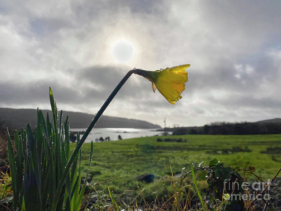Finding The First Daffodil Photograph by Catherine Sullivan