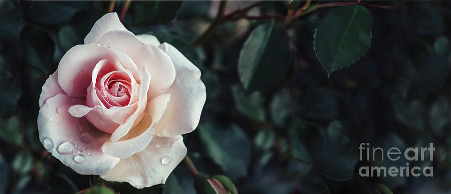 Fine art image of beautiful pastel roses in dark garden. Valenti Photograph by Jelena Jovanovic