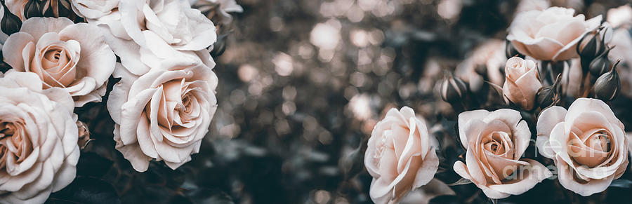Fine art image of beautiful pastel roses in garden. Photograph by Jelena Jovanovic