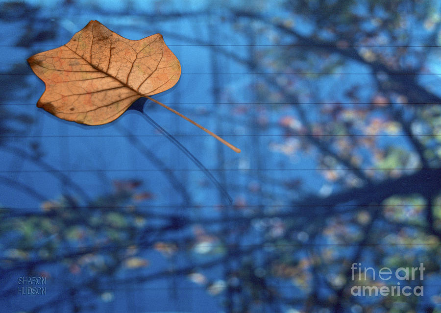 fine art photography - Fallen Leaf Photograph by Sharon Hudson
