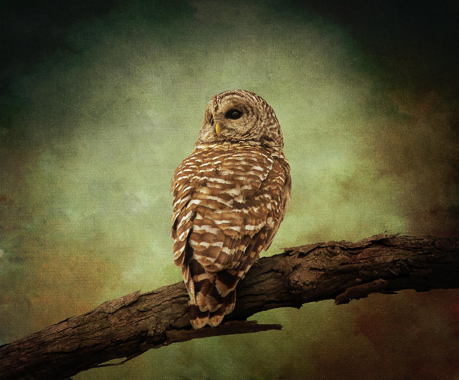 Fine Art Textured Barred Owl Photograph by Dan Sproul