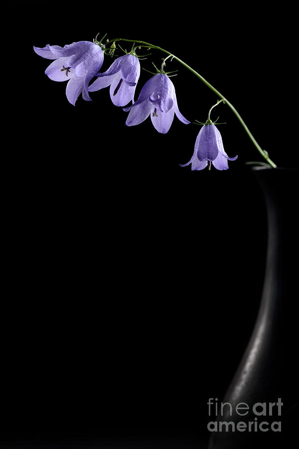Fine art Zen still life of purple bellflowers in a rustic vase o Photograph by Maxim Images Exquisite Prints