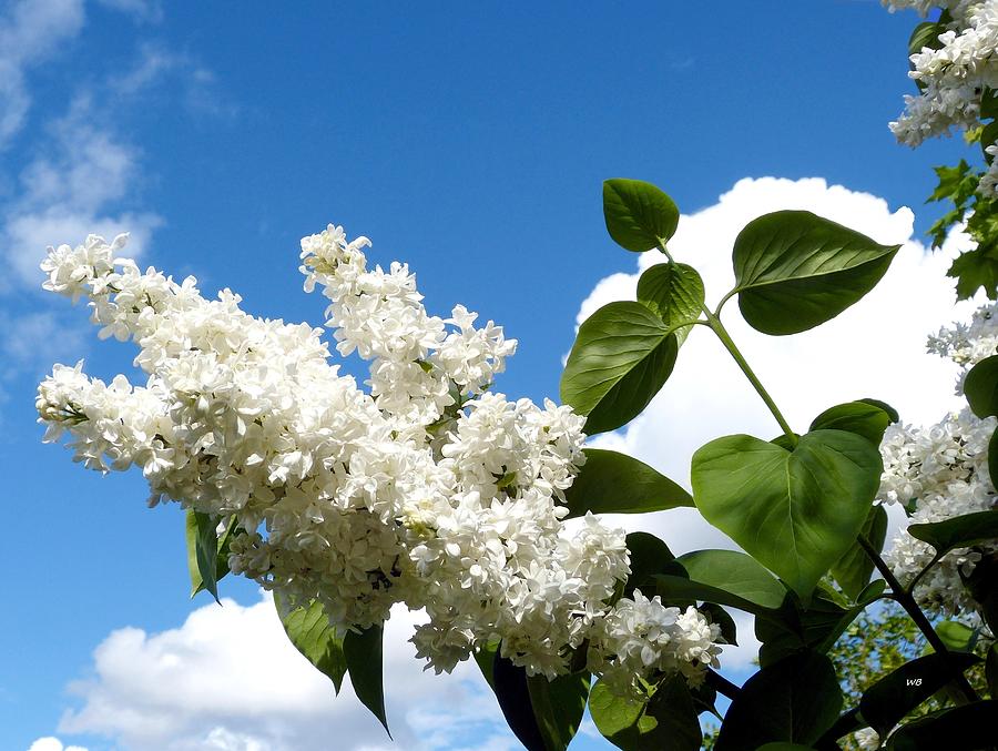 Fine White Lilacs Photograph
