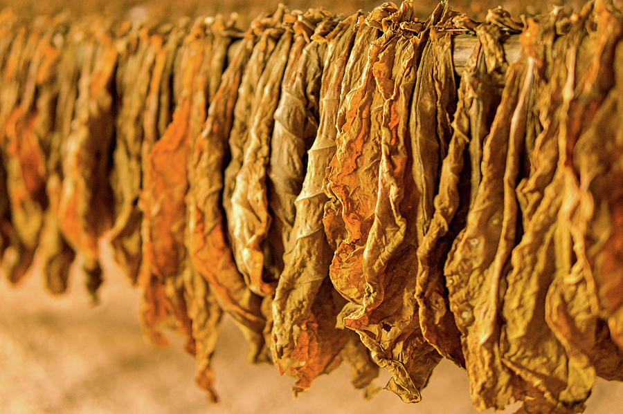 Finest Cigar Tobacco Leaves In The World Photograph by Nick Mares