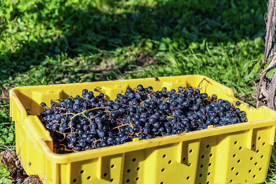 Finger Lakes Grape Harvest Photograph by Chad Dikun