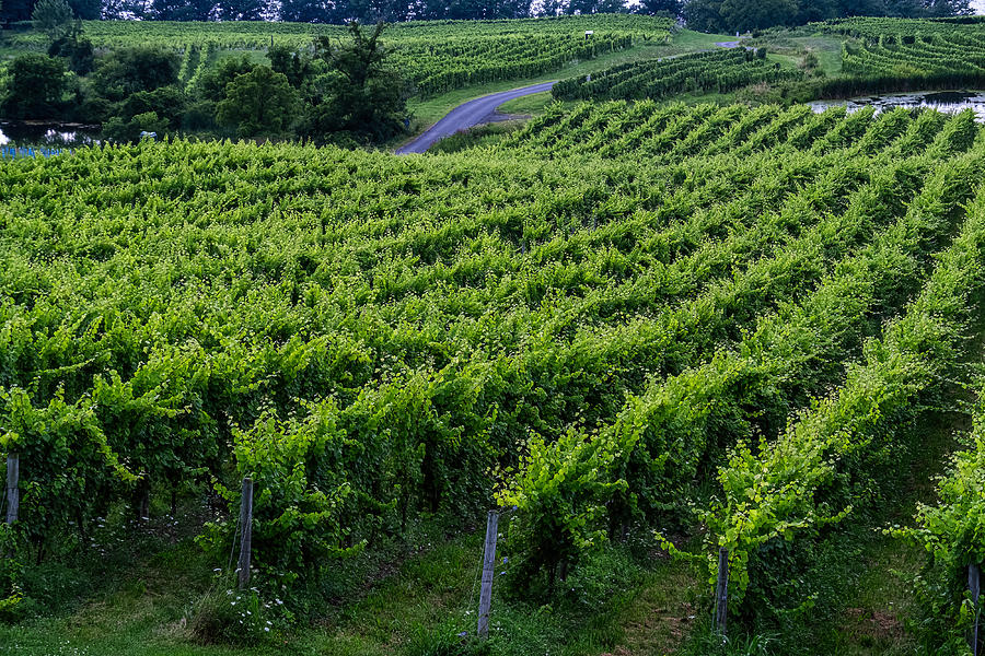 Wine Photograph - Finger Lakes New York Vineyard by Stuart Litoff