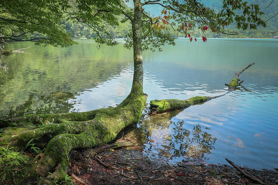 Finger-Pointing Tree Broken Photograph by Makiko Ishihara | Fine Art ...