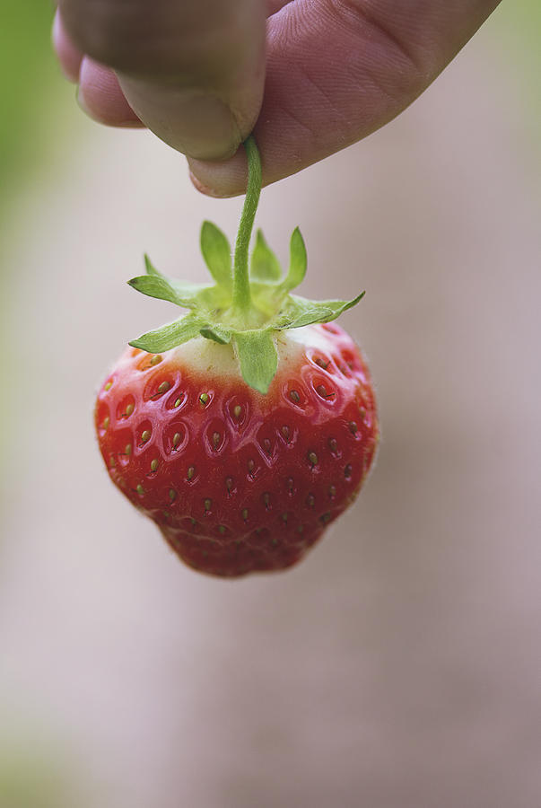 Fingers of a hand holding a fresh strawberry Photograph by Gabriela Tulian