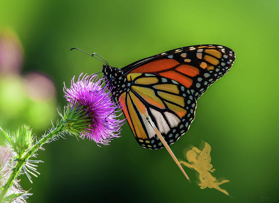 Finishing Up - fairy painting the color onto Monarch butterfly feeding on Canada Thistle flower Photograph by Peter Herman