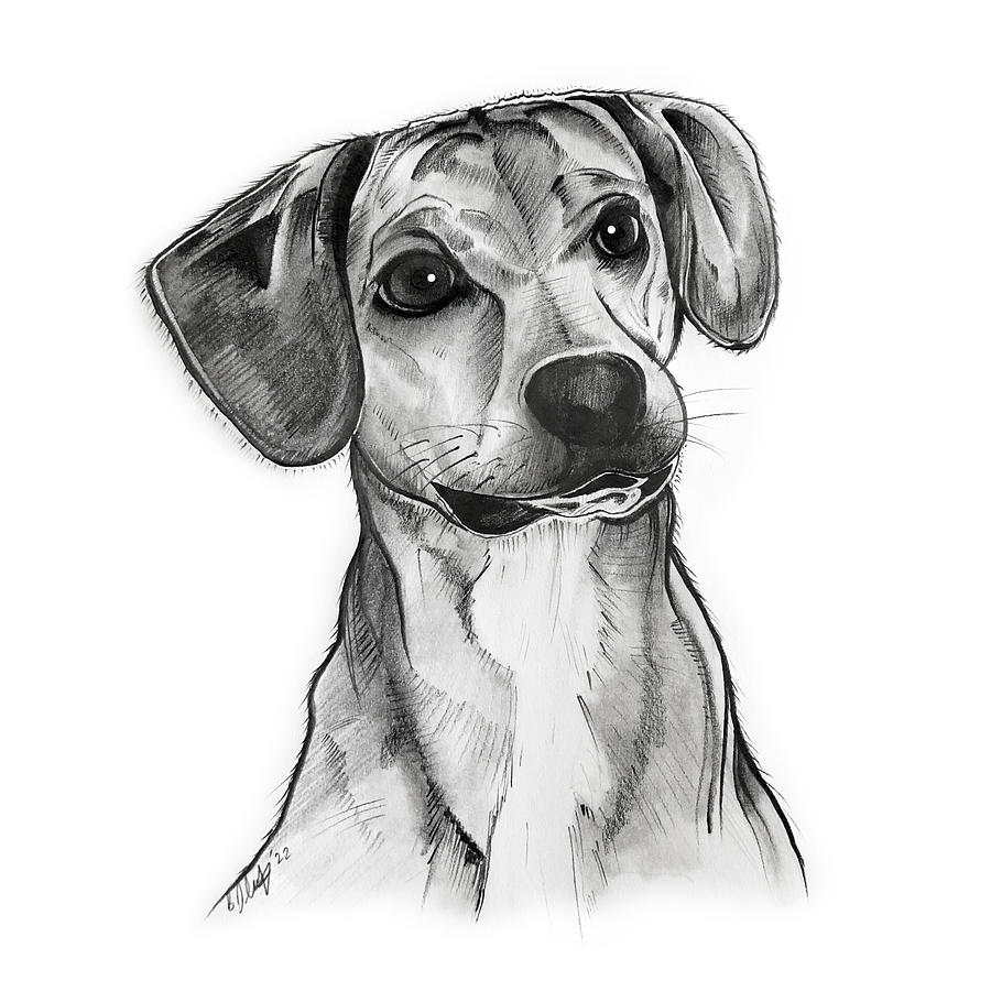 Finn the Beagle Drawing by Creative Spirit