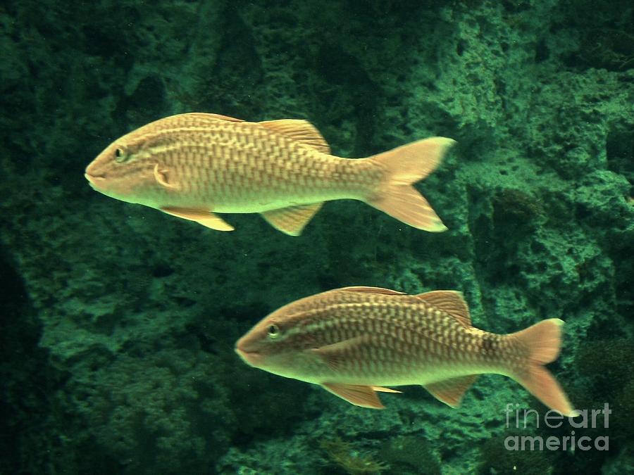 Tabitha Fish Fins First Photograph by Tabitha Stephenson - Fine Art America
