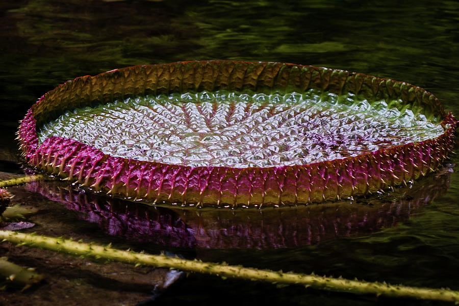 Fiore di Ninfea Victoria Amazonica Mauritius 2 Photograph by Nina ...