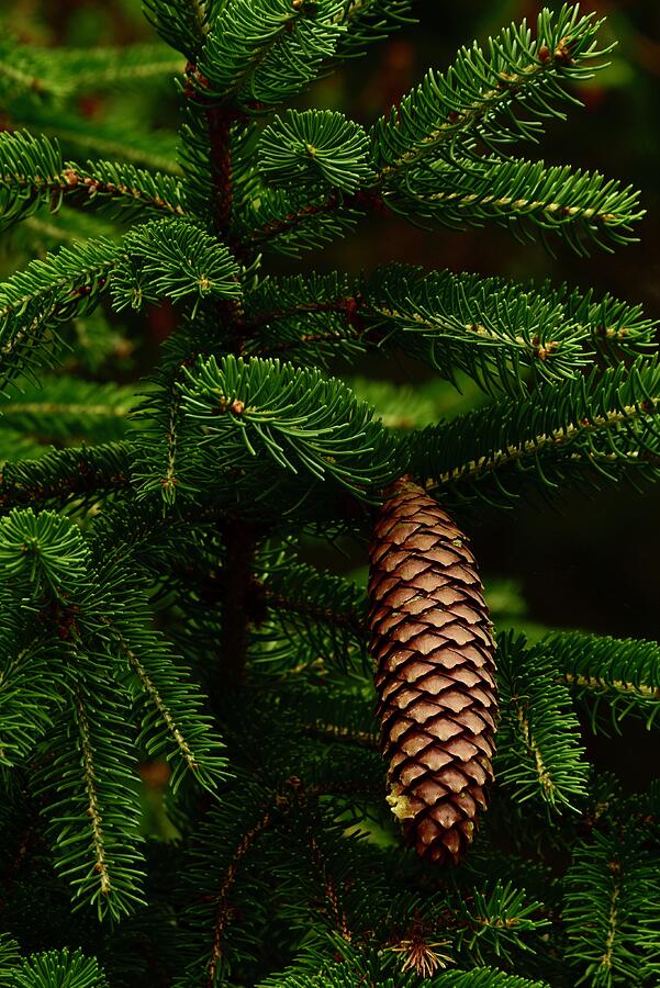 Fir Cone Growing Photograph by Neil R Finlay - Fine Art America