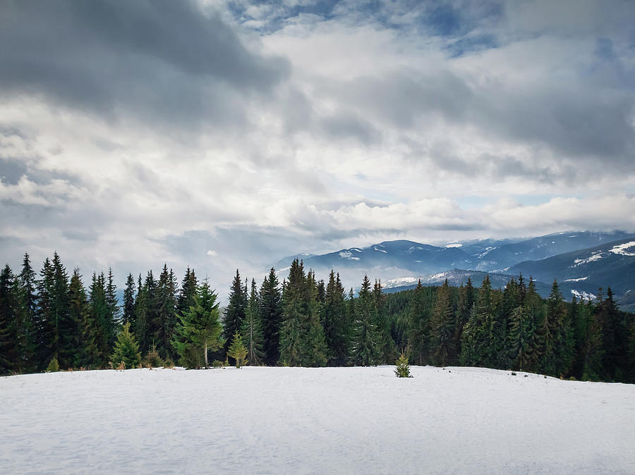 Fir Forest On The Snowy Hills Photograph
