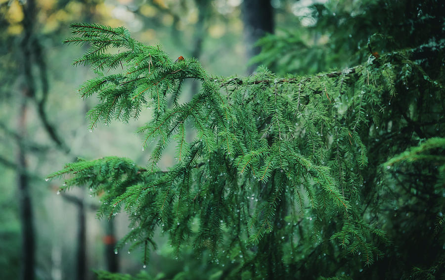 Fir Tree Branch In The Rain Photograph by Nicklas Gustafsson