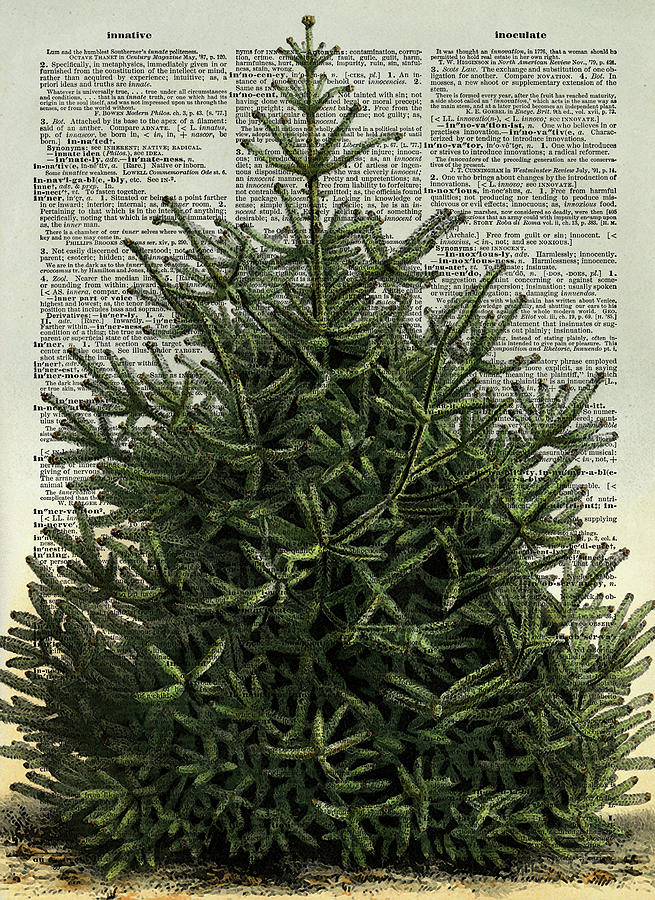 Fir tree dictionary art Digital Art by Mihaela Pater