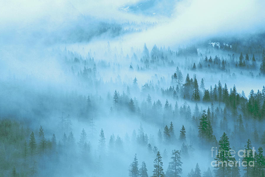 Fir Trees Fog Yosemite National Park Photograph by Dave Welling