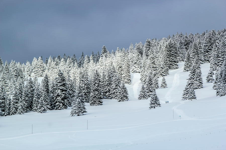 Fir trees forest in the Jura mountain by winter, Switzerland Photograph by Elenarts - Elena Duvernay photo