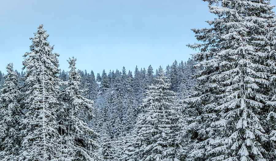 Fir trees in the Jura mountain by winter, Switzerland Photograph by Elenarts - Elena Duvernay photo