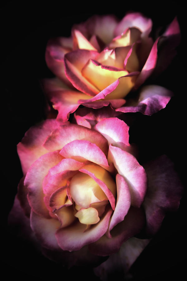 Fire And Ice Roses Photograph By Sally Bauer